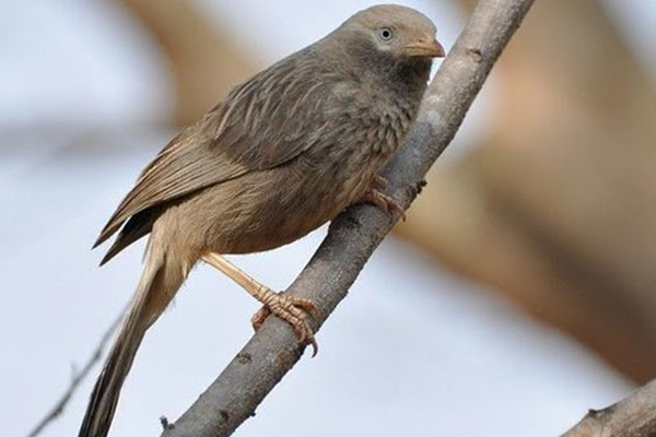 Bird Watching 1