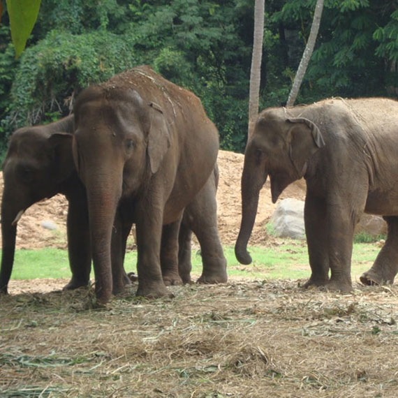 Mysore Zoo 2