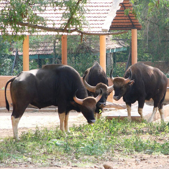 Mysore Zoo 5