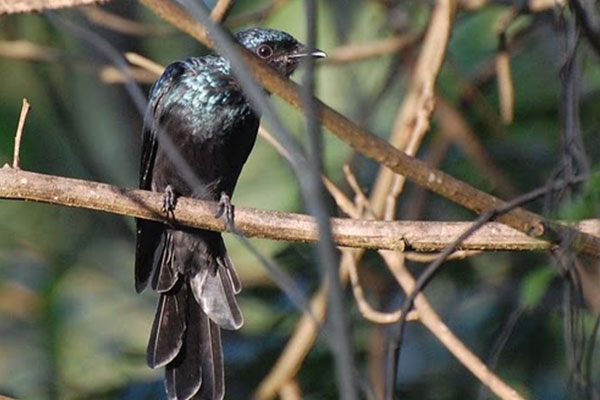 Bird Watching 10