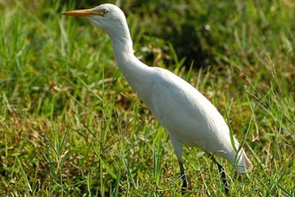 Bird Watching 6