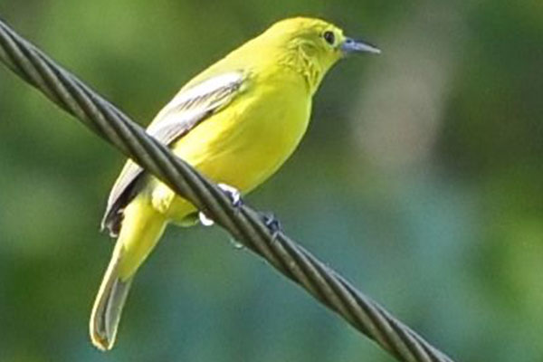 Bird Watching 12