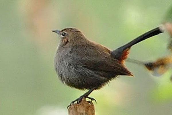 Bird Watching 4