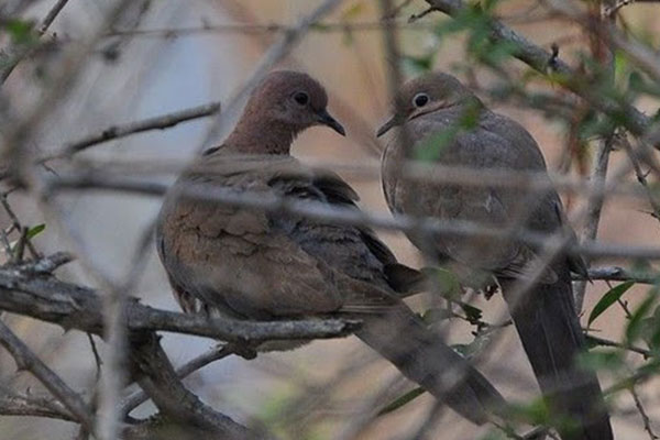 Bird Watching 15