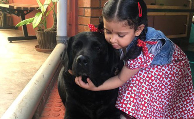 Pet guest 3
