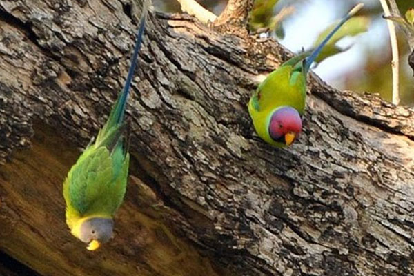 Bird Watching 8
