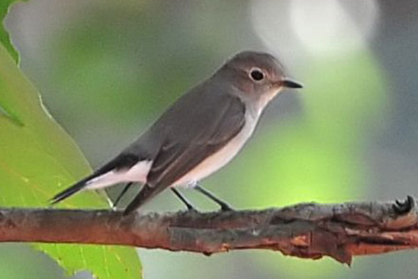 Bird Watching 16