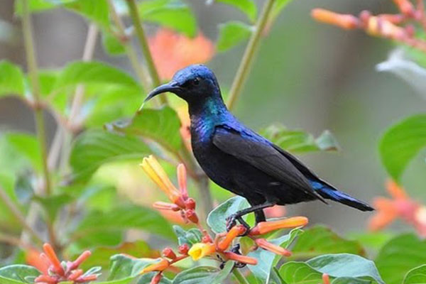 Bird Watching 3