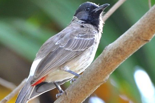 Bird Watching 9