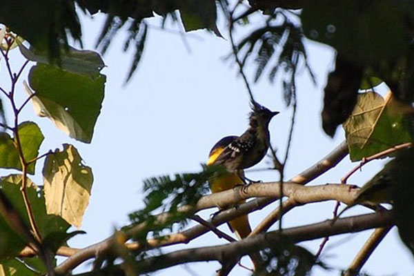 Bird Watching 18