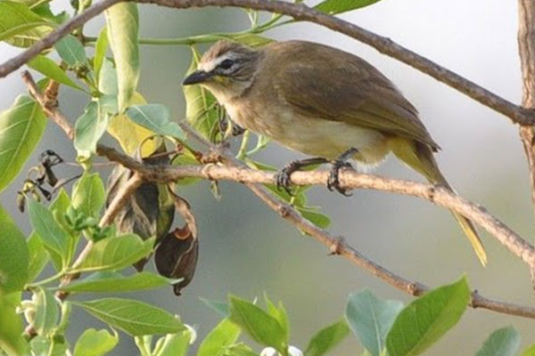 Bird Watching 19