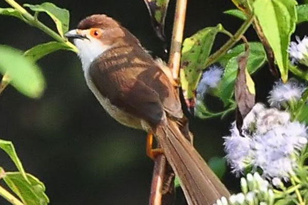 Bird Watching 20