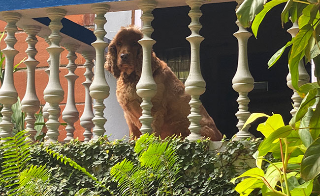 Pet guest 5