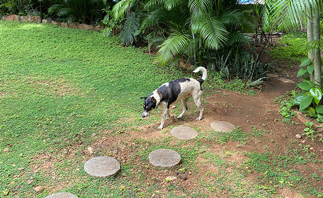 Pet guest 6