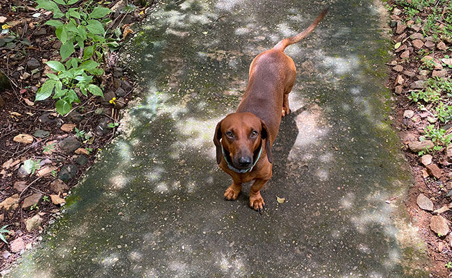 Pet guest 7