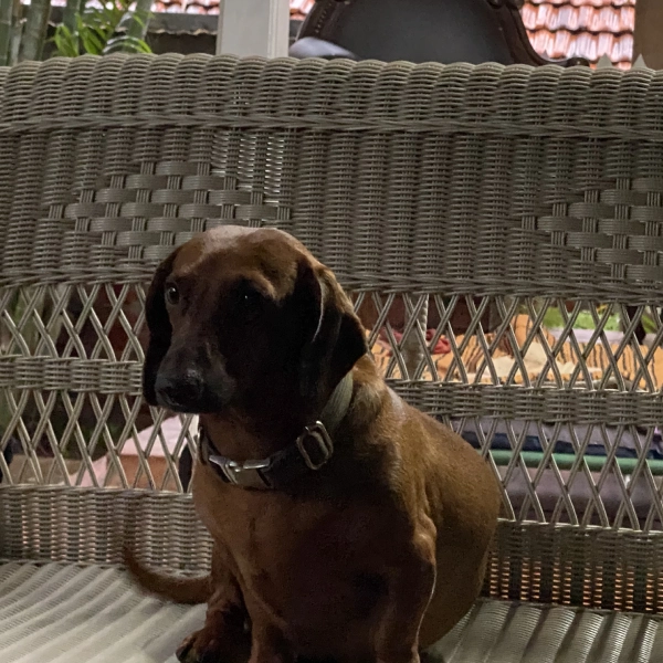 Our Beloved Pets 5