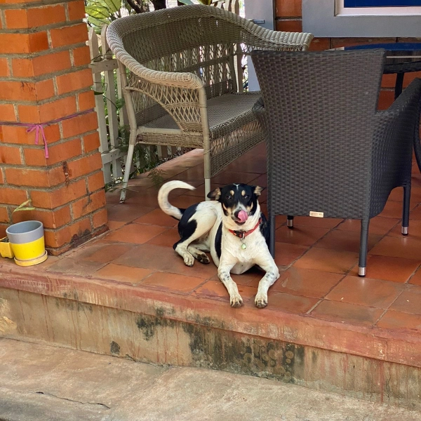 Our Beloved Pets 8