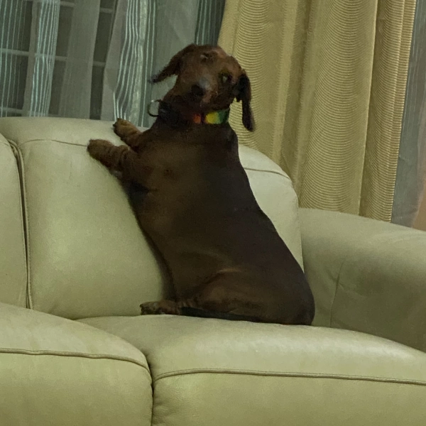 Our Beloved Pets 10