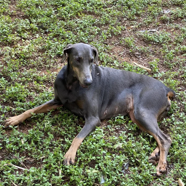 Our Beloved Pets 11